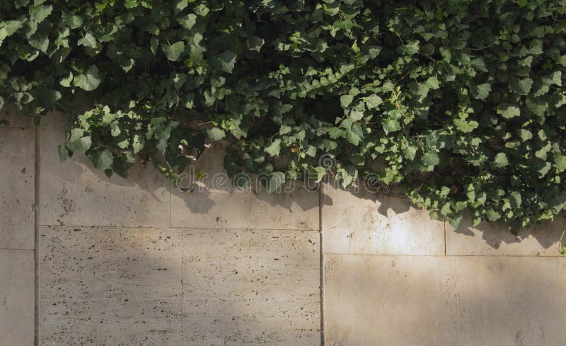 The White Wall with The Ivy for Nature Background. Copy Space for Text royalty free stock photo