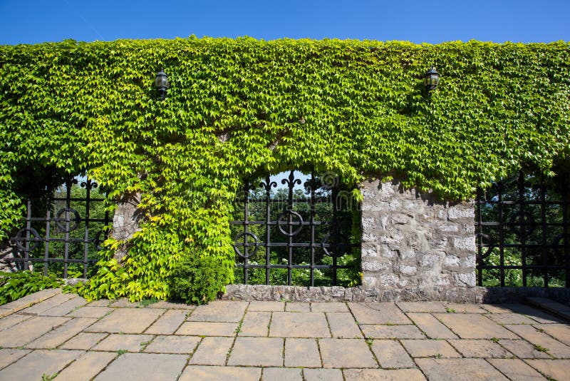 Old stone wall with ivy of the Smolenice castle in Slovakia, Eur