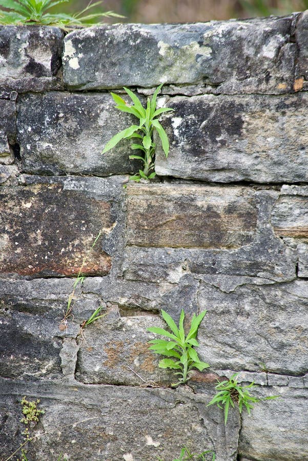 An Old Stone Wall with Weeds Growing Stock Photo Image of stone