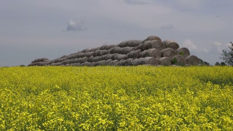 Old straw bales stack on beautiful summer rapeseed field