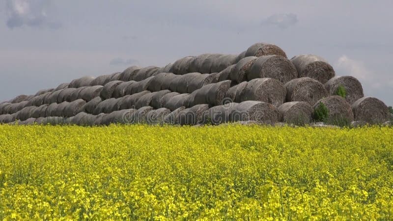 Old straw bales stack on yellow rapeseed field