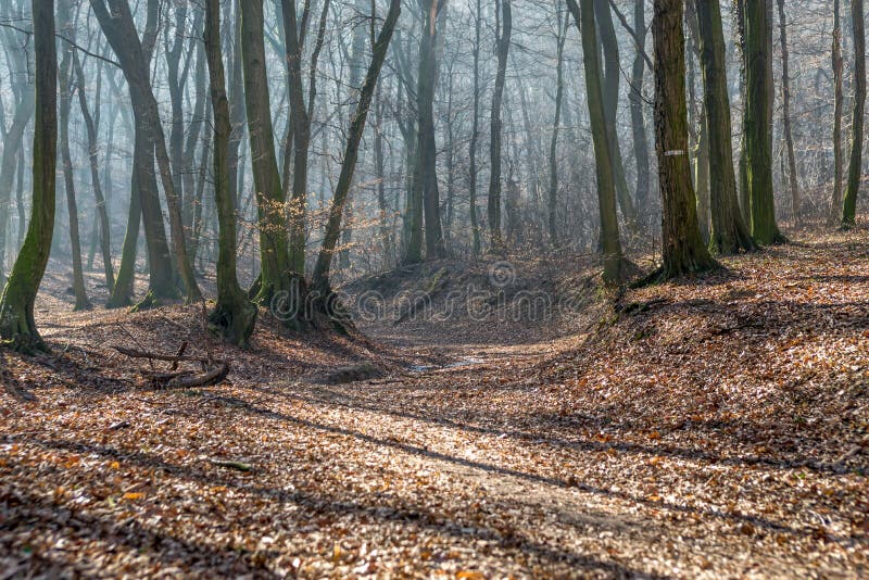 Old stream trough in forest in late february winter with fog, sun beams and long tree shadows