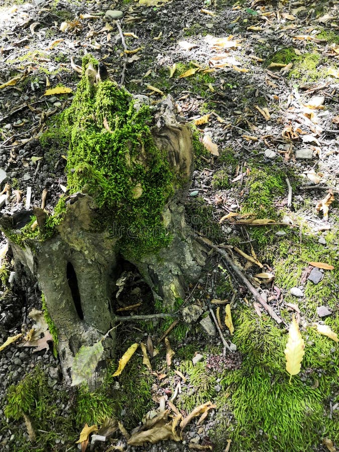 Old stump in the moss in the forest stock photos