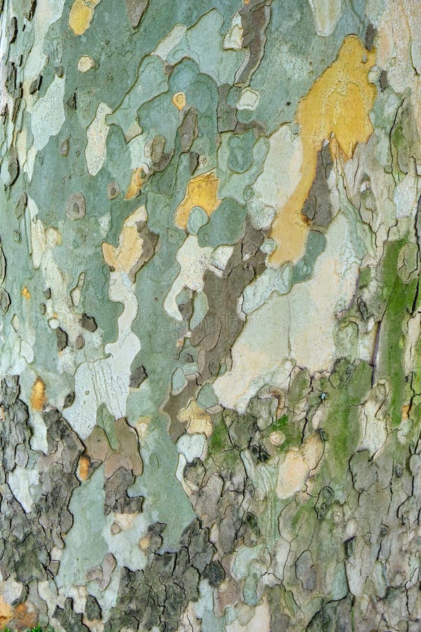 Old sycamore tree Platanus Orientalis bark/outer layer texture - vertical, close up with natural light royalty free stock photography Old sycamore tree Platanus Orientalis bark/outer layer texture - vertical, close up with natural light royalty free stock photography