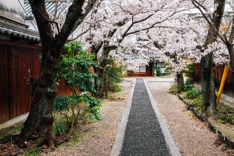 Old temple with cherry blossoms at Imaicho in Nara, Japan