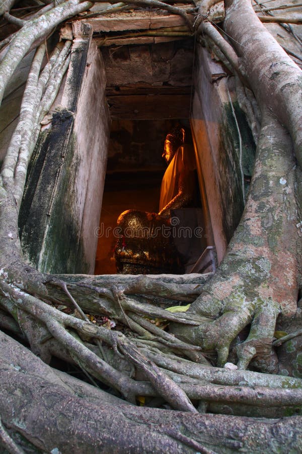 Old temple cover by Root tree, Thailand