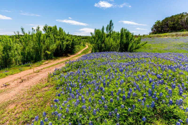 Old Texas Dirt Road in Field of Texas Bluebonnet Wildflowers