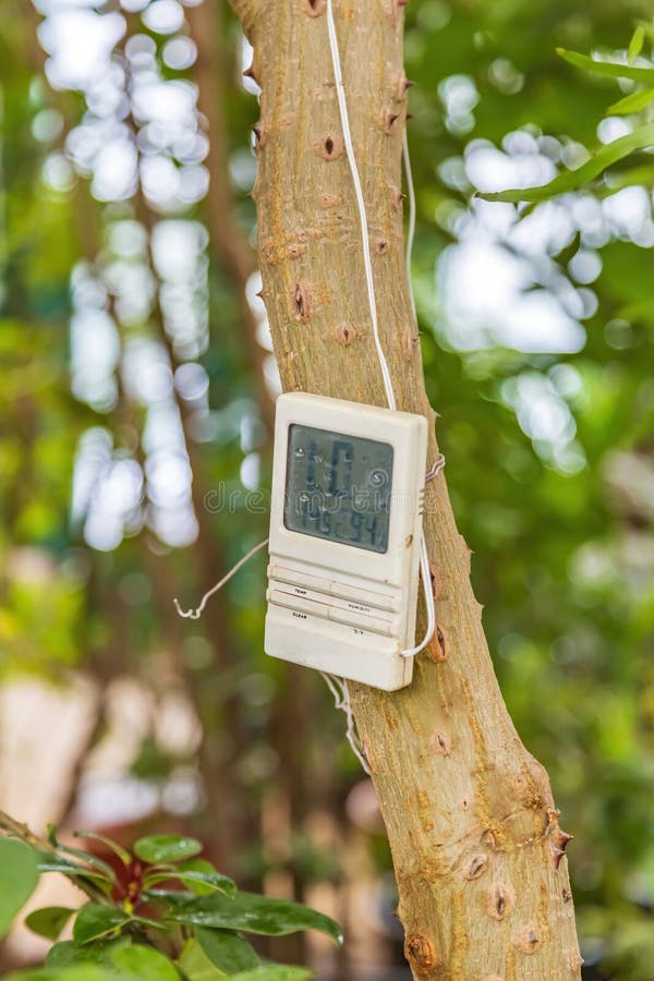 Old Thermometer Hanging on a Dry Tree Trunk Stock Image - Image of  glasshouse, trunk: 238113869