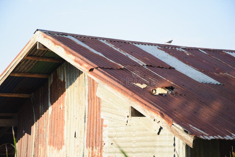 Old Tin House in the Forest Stock Image Image of overgrown, green