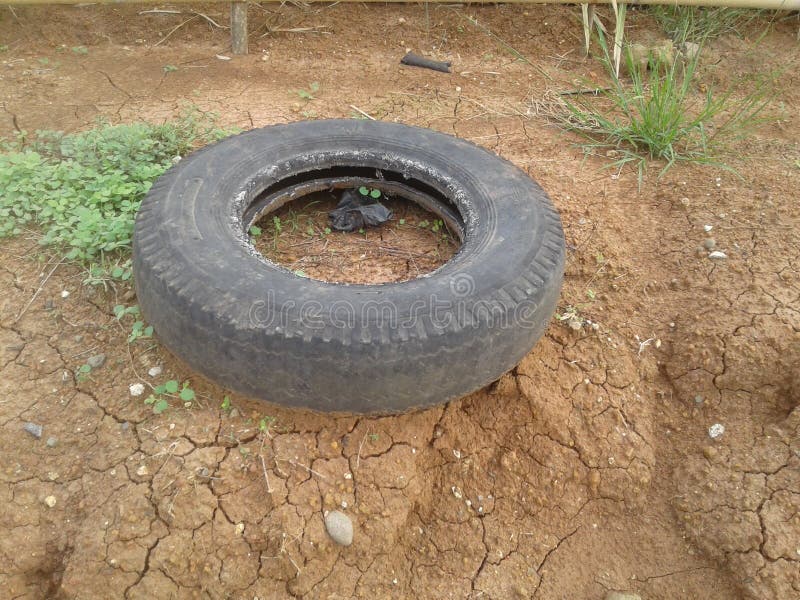 The Old Tire in garden two years a go. The Old Tire in garden two years a go.