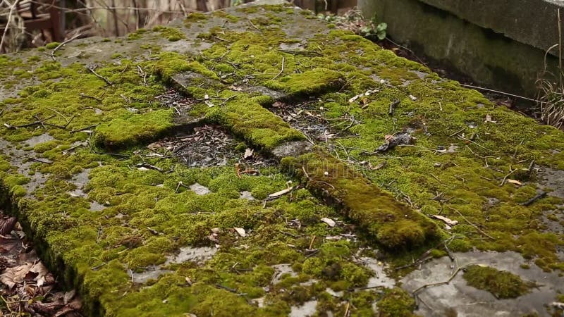 Old tomb covered green moss