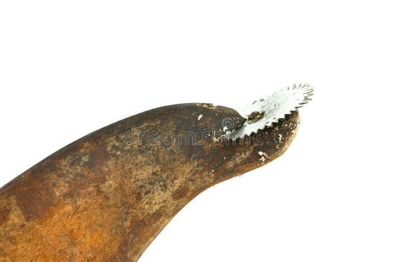 Old Traditional Coconut Grater Stock Image Image of wooden, scratch