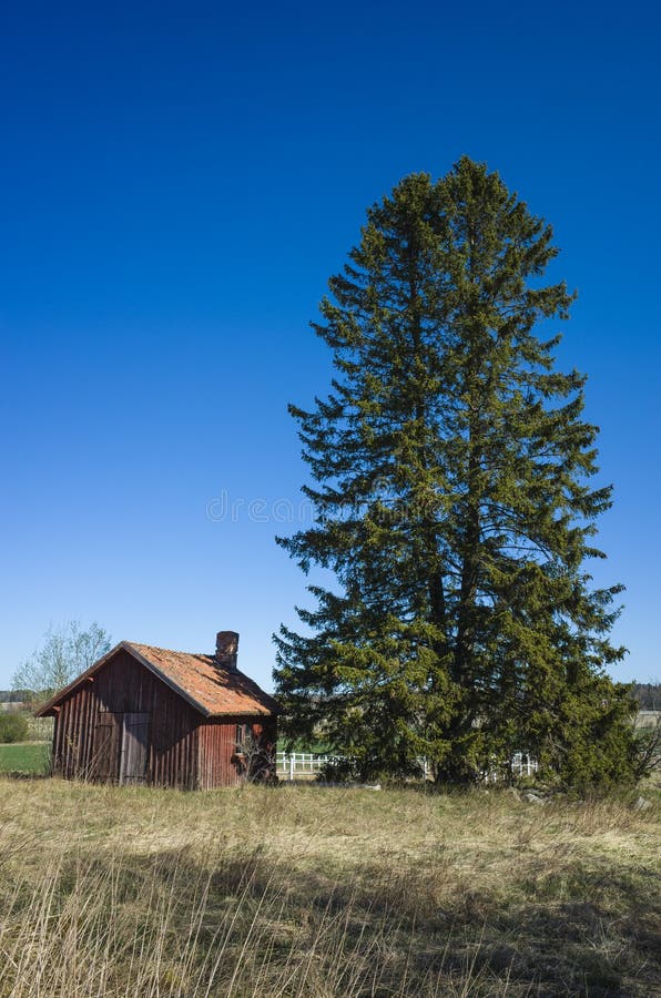 Old traditional swedish red wooden house next to tall spruce tree in countryside near Vasteras, Sweden nature