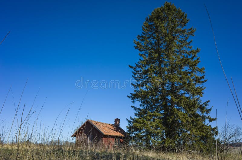 Old traditional swedish red wooden house next to tall spruce tree in countryside near Vasteras, Sweden nature