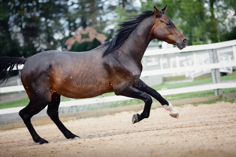 Old trakehner showjumping horse running gallop near fence