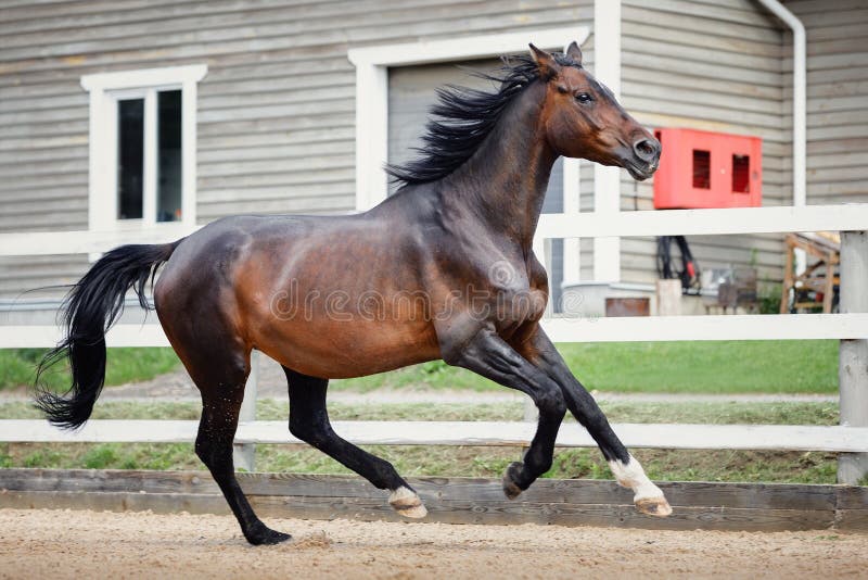 Old trakehner showjumping horse running gallop near fence