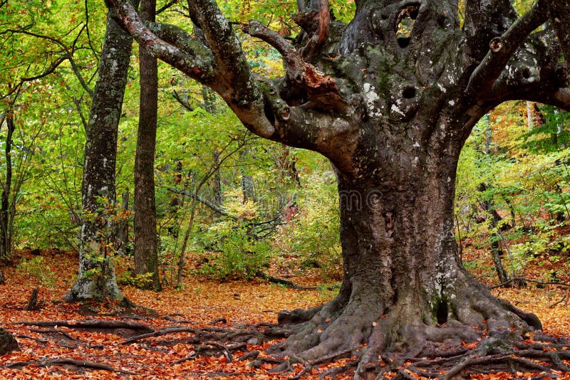 Majestic old tree with big trunk. Majestic old tree with big trunk