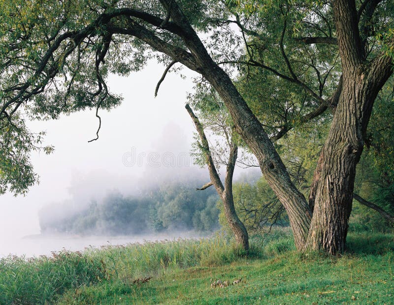 Old tree