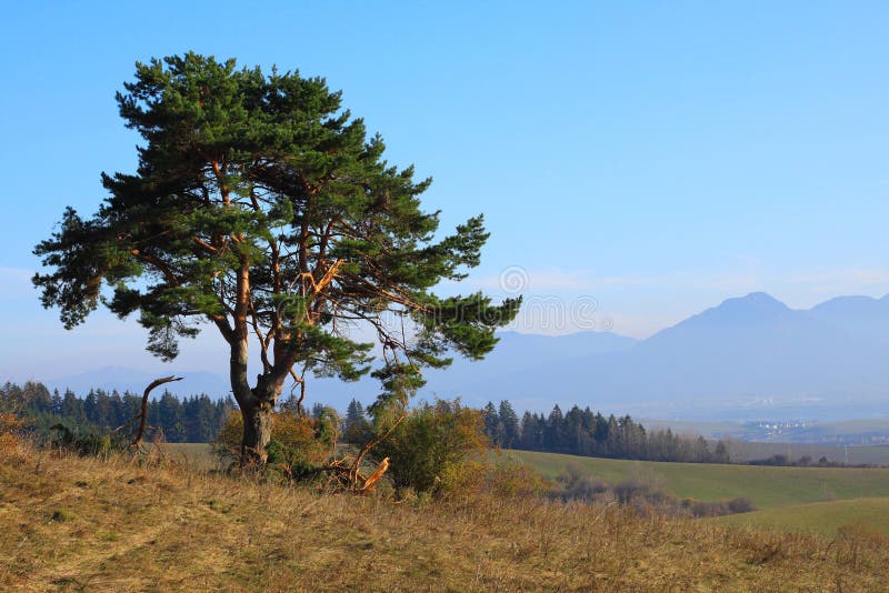 Old tree