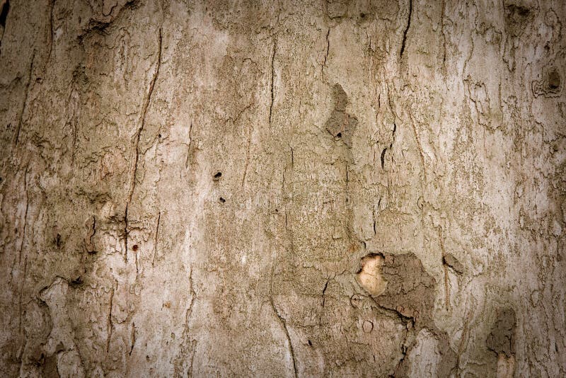 Old tree bark background