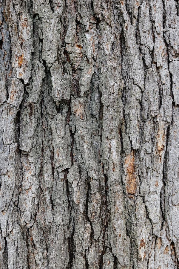 Old tree bark background. Vertical composition.