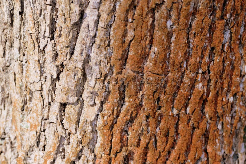 Old Tree Bark Texture Background. Brown Color Toned Stock Image - Image