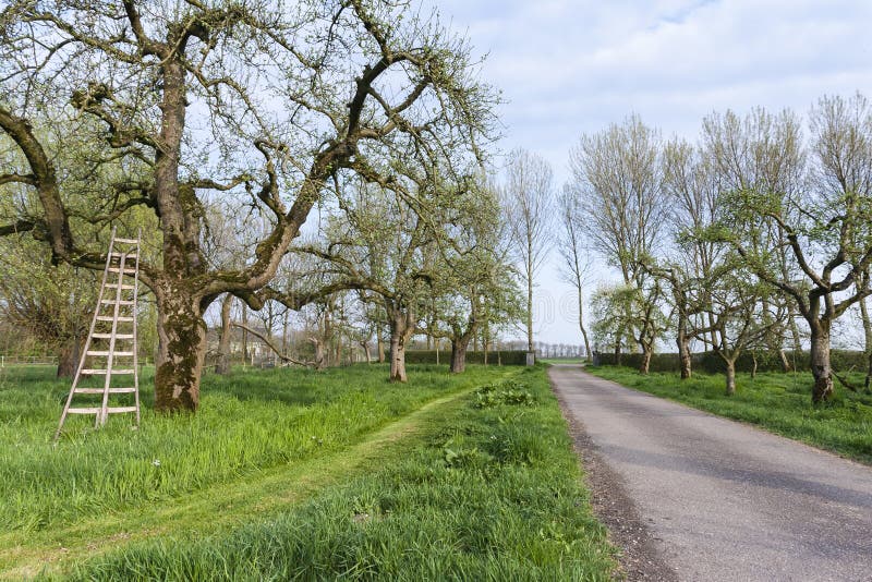 Ladder leaned on a tree hi-res stock photography and images - Alamy