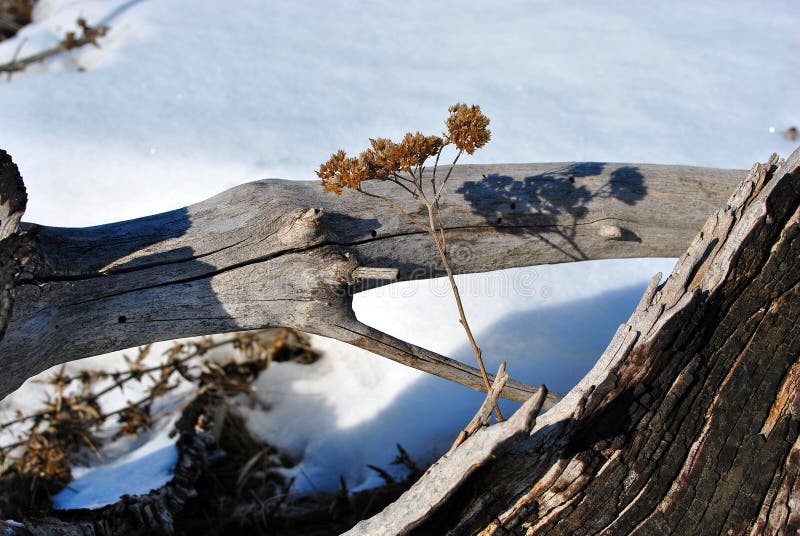 Old tree burned stump and bright yellow dry yarrow flower twigs, white snow background stock image Old tree burned stump and bright yellow dry yarrow flower twigs, white snow background stock image