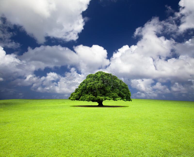 Old tree on the grass royalty free stock photo Old tree on the grass royalty free stock photo