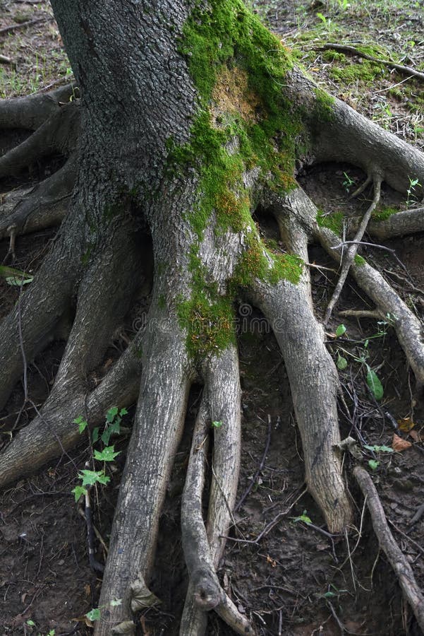 24,945 Old Tree Roots Photos Free & RoyaltyFree Stock Photos from