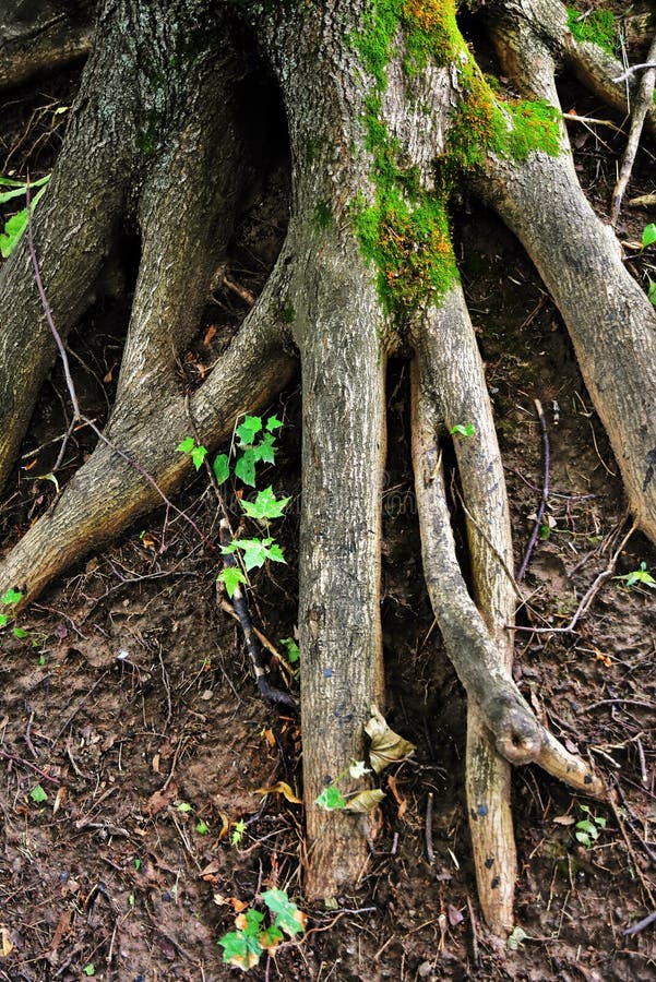 24,945 Old Tree Roots Photos Free & RoyaltyFree Stock Photos from