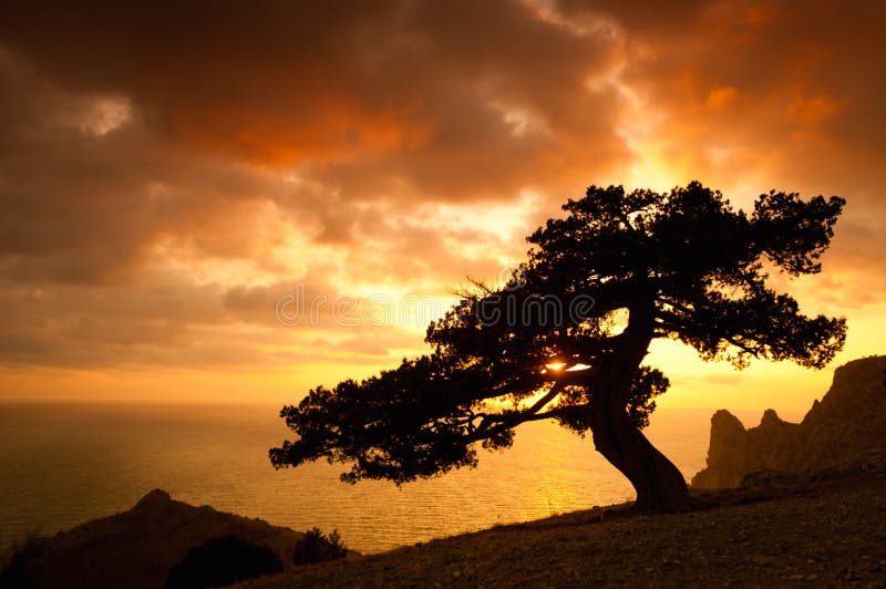 Old tree silhoutte