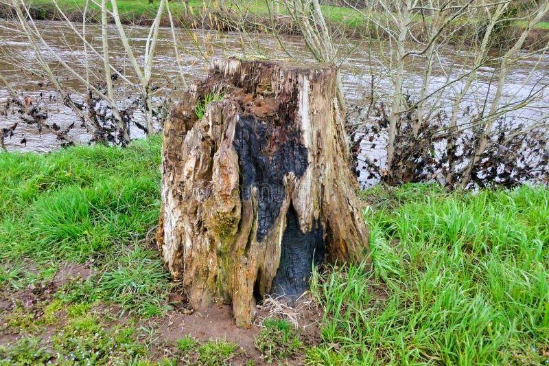 Old Tree Stump stock image
