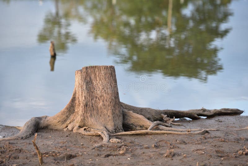 Old tree stump with river background