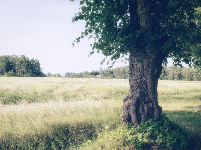 Swedish landscape photograph taken outside of Stockholm depicting fields and forests. In the photograph an old tree is placed one third from the right into the picture. Swedish landscape photograph taken outside of Stockholm depicting fields and forests. In the photograph an old tree is placed one third from the right into the picture.