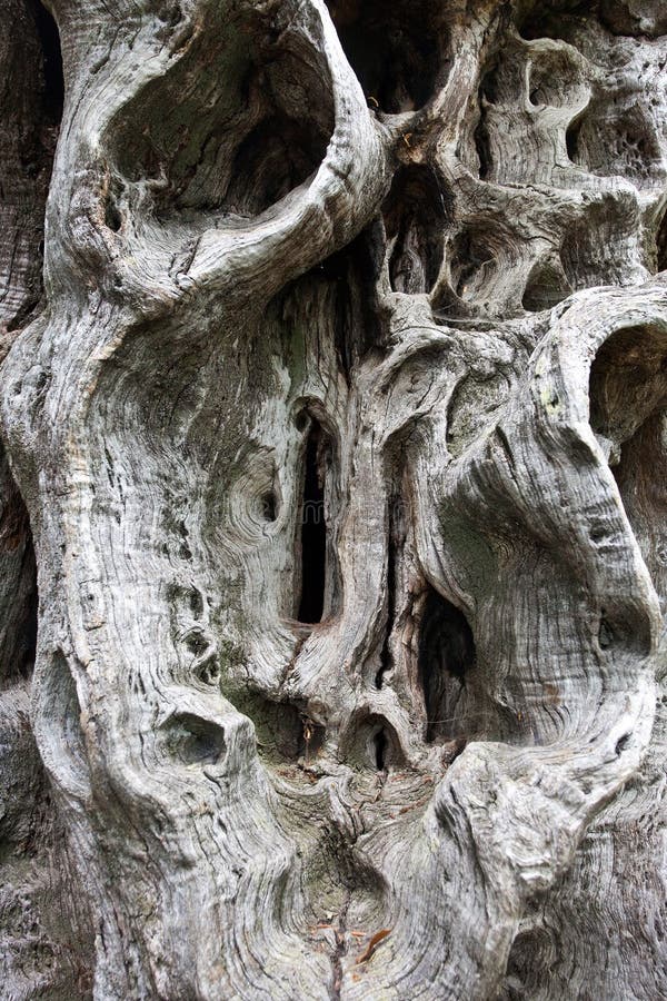 Old tree trunk