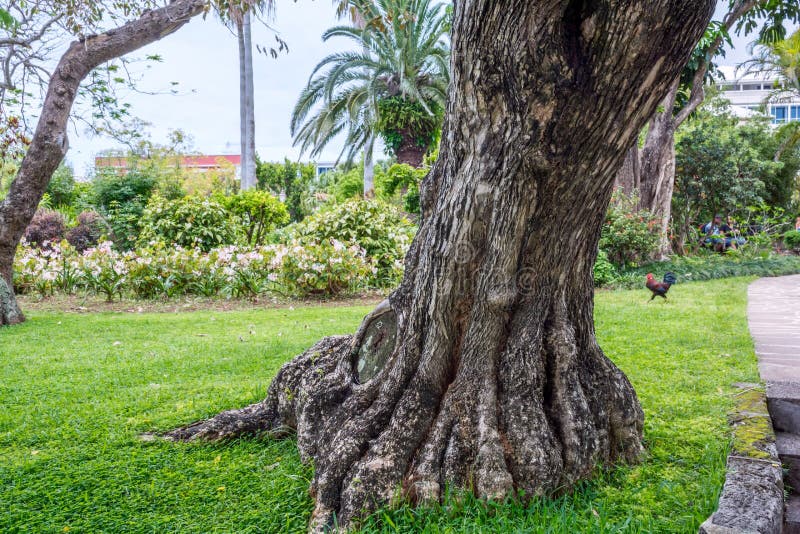 Old Tree Trunk Bermuda