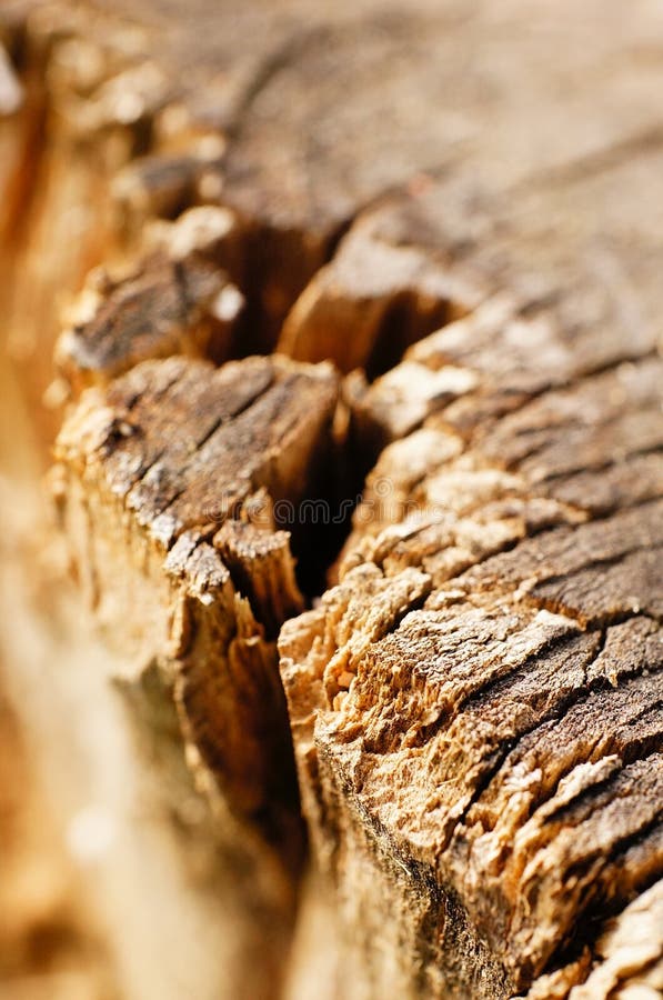 Old tree trunk stock image. Image of wood, rock, tree 44874669