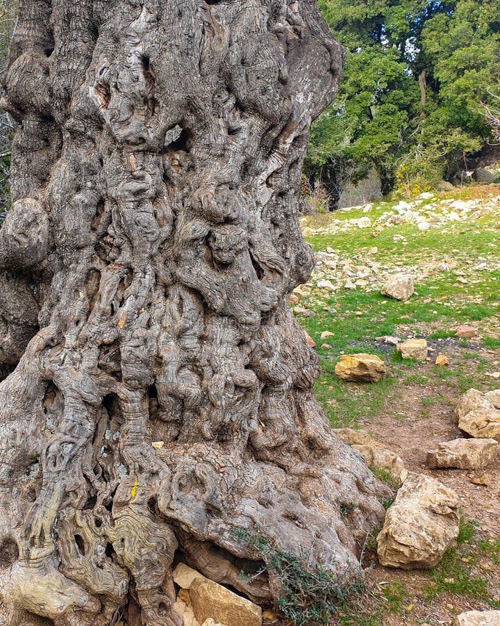 Old Tree Trunk Closeup stock photo. Image of brown, textured 173687194