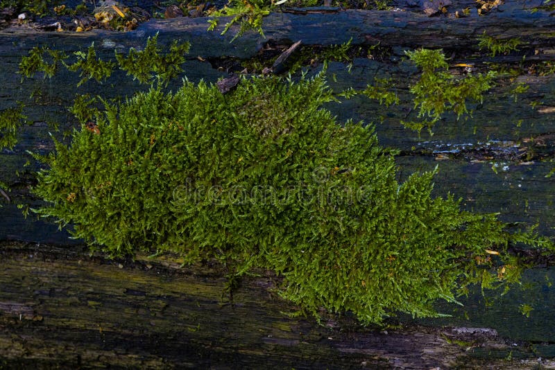 Old tree trunk overgrown with green moss stock images