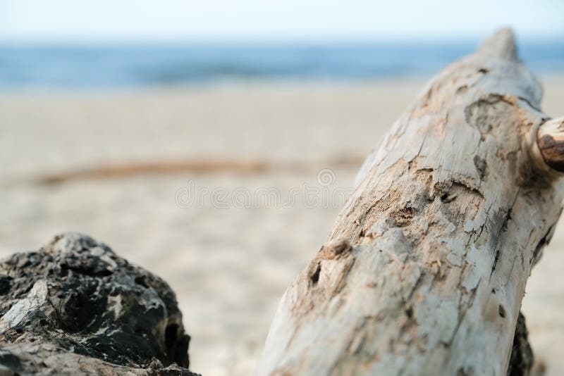 471 Old Stump Shore Sea Photos - Free & Royalty-Free Stock Photos from