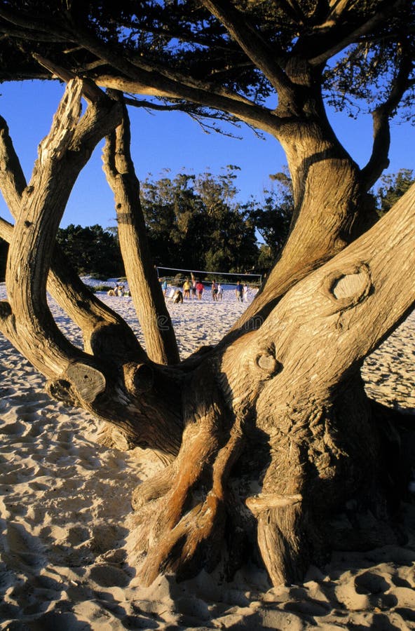 A gnarled old cypress tree in the foreground and volleyball players on beach in the distance at Carmel, California. Vertical perspective. A gnarled old cypress tree in the foreground and volleyball players on beach in the distance at Carmel, California. Vertical perspective