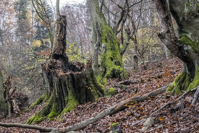 Staré stromy v jesennom lese, Malá Fatra, Slovensko