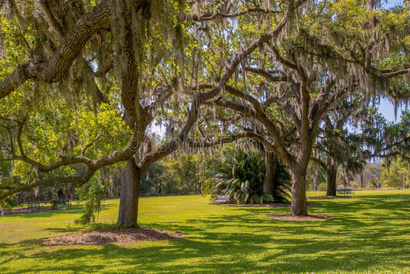 Trees covered with Spanish moss.