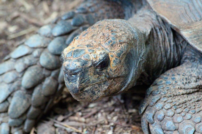 Old turtle looking for another snack. stock photo