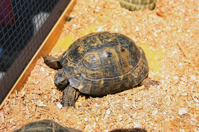 A turtle sitting in a dirty cage outside a visitor`s center . Feeding amphibian animal . Old turtles crawling in the cage. Old turtles crawling in the cage . A stock photography A turtle sitting in a dirty cage outside a visitor`s center . Feeding amphibian animal . Old turtles crawling in the cage. Old turtles crawling in the cage . A stock photography