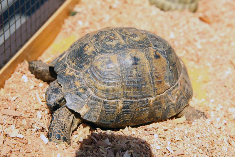 A turtle sitting in a dirty cage outside a visitor`s center . Feeding amphibian animal. Old turtles crawling in the cage. Old turtles crawling in the cage . A stock photo A turtle sitting in a dirty cage outside a visitor`s center . Feeding amphibian animal. Old turtles crawling in the cage. Old turtles crawling in the cage . A stock photo