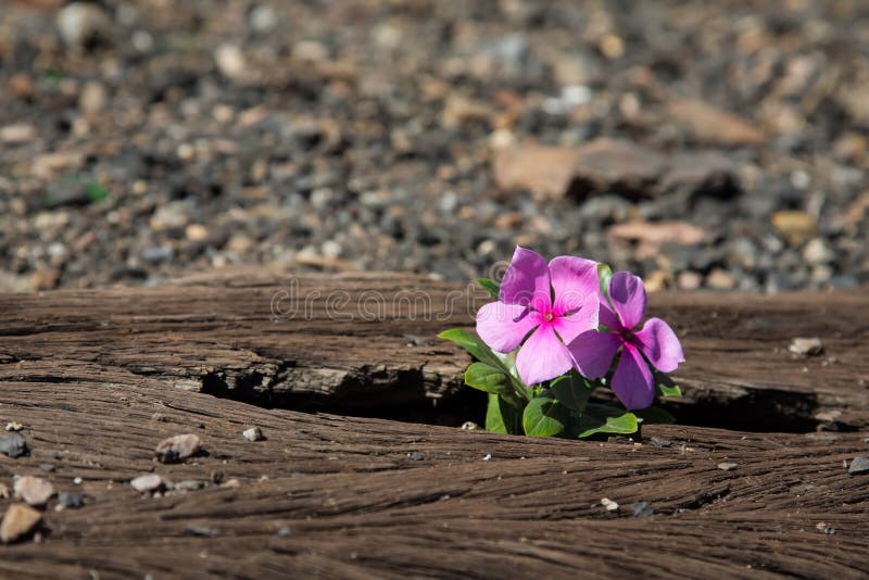 Old used railway tracks in and small flower in colour