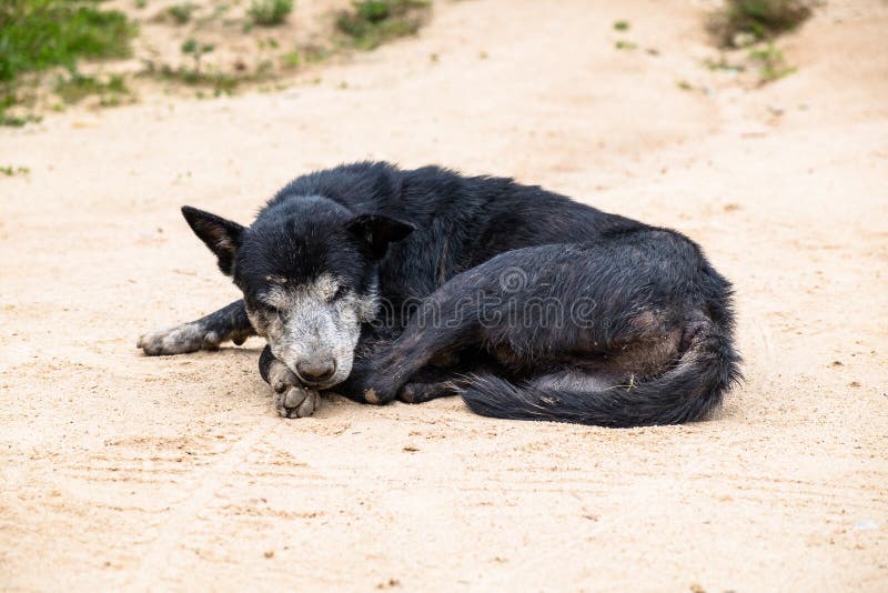 Old Vagrant Dog Sleeping on the Gravel Road in Tribal Village stock photography Old Vagrant Dog Sleeping on the Gravel Road in Tribal Village stock photography