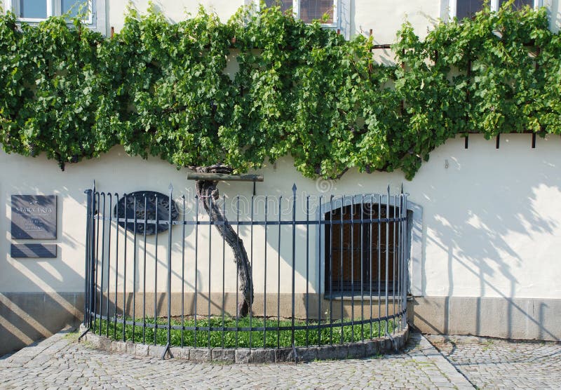 The Old Vine in Maribor